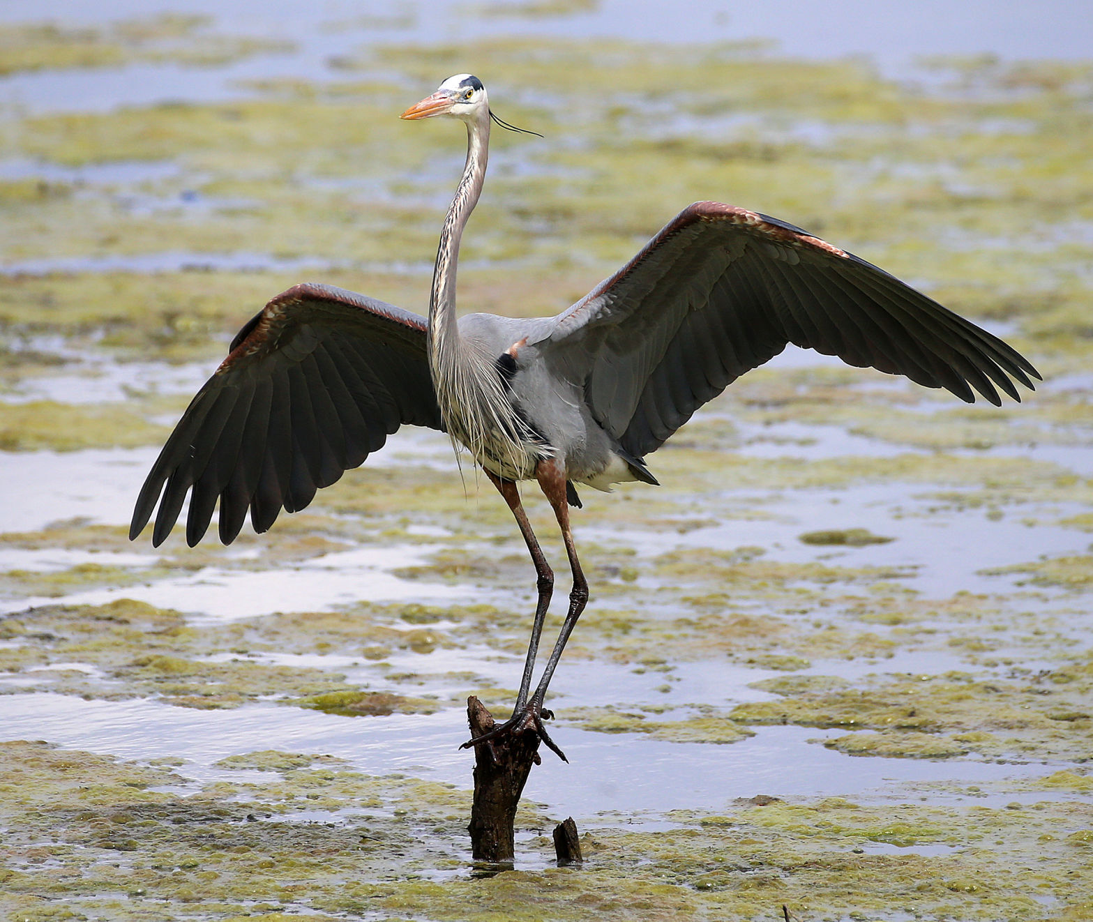 Wildlife in the La Crosse River marsh